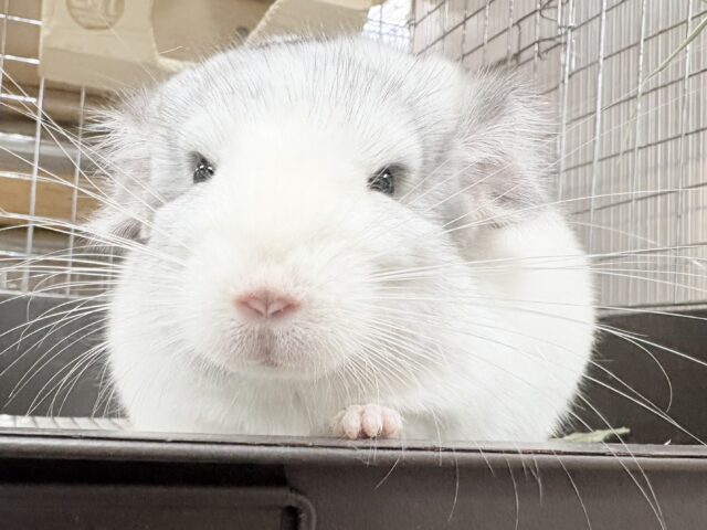 【最新画像更新🪄︎︎✨】可愛さフル稼働❣️もふっとまんまるチンチラちゃん(パイド)女の子 チンチラ