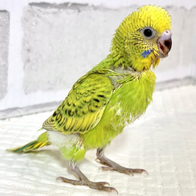 セキセイインコ