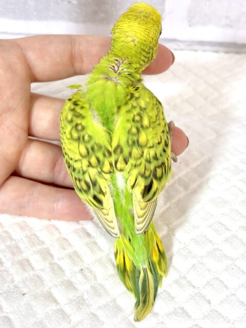 セキセイインコ