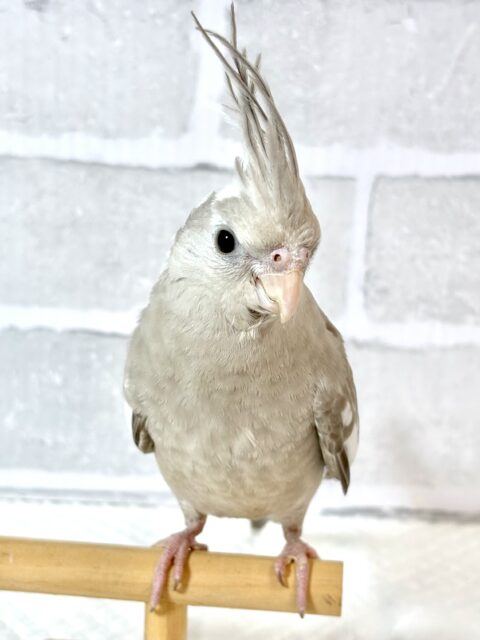 オカメインコ