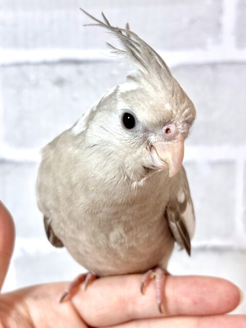 オカメインコ ホワイトフェイスシナモン 🤍🤎☕️🍃 オカメインコ