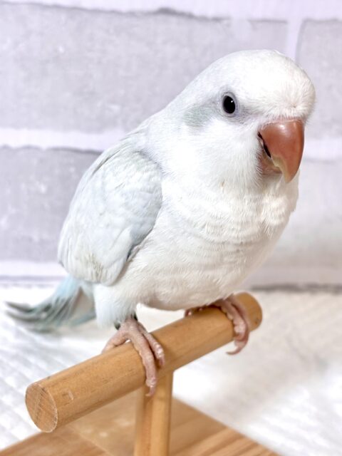 オキナインコ