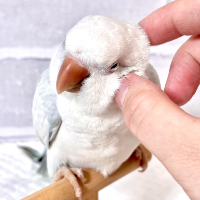 オキナインコ