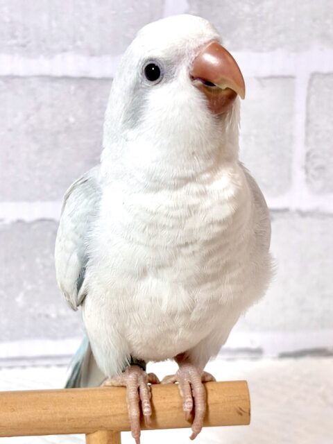 オキナインコ
