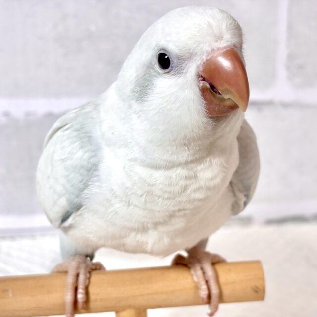 オキナインコ ブルーパリッドオパーリン ‎🤍️🩵𖤐* °.