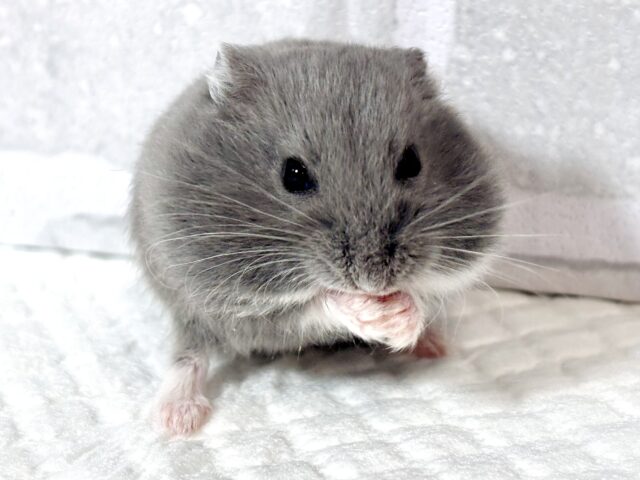ドワーフハムスターの1種