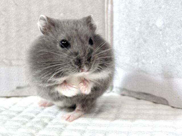ドワーフハムスターの1種