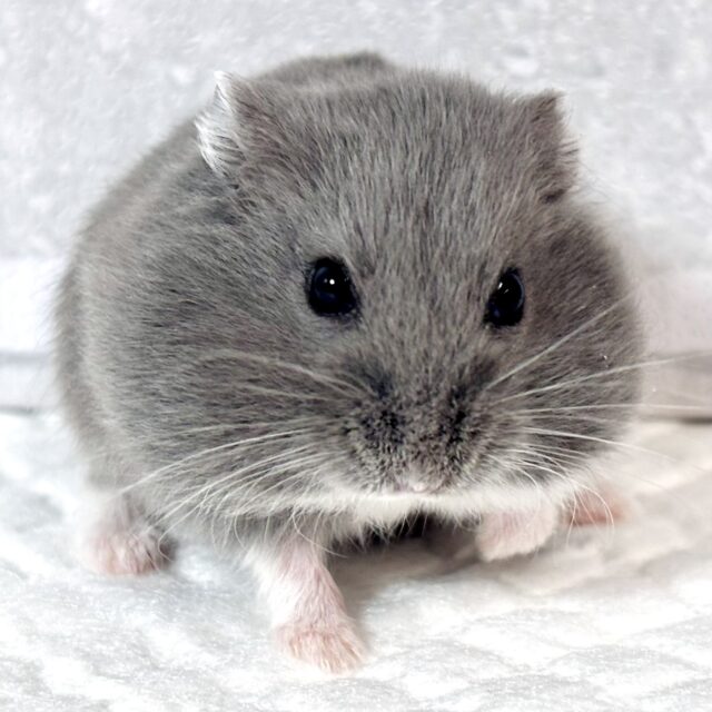 ロシアンハムスター 男の子 🩶‪🐹⟡.·*.