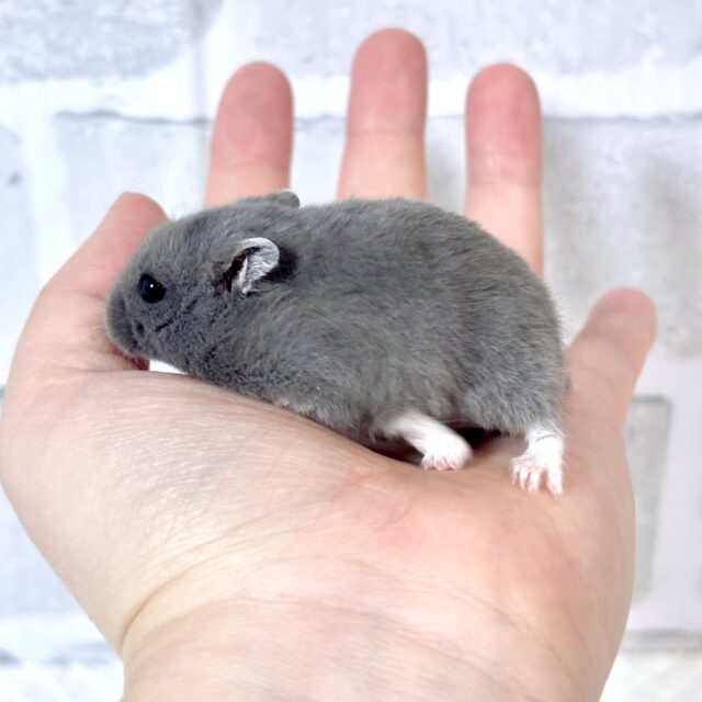 ドワーフハムスターの1種