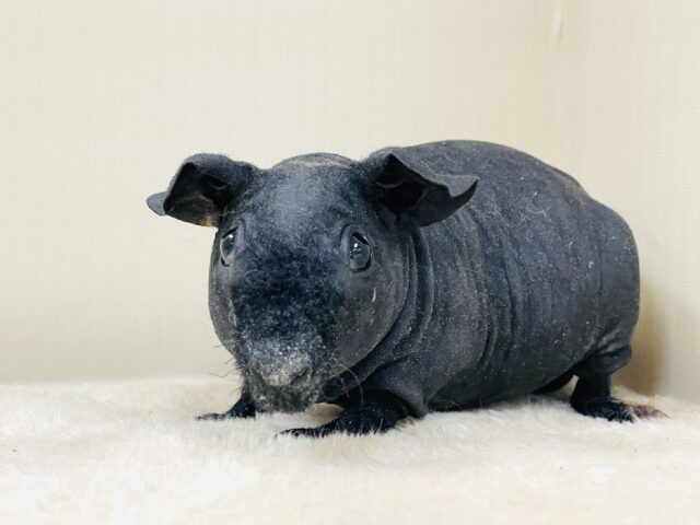 スキニーギニアピッグ