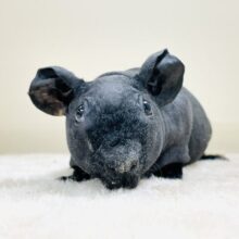 【最新画像】クールなブラックボディ😎✨スキニーギニアピッグくん‼️(男の子)