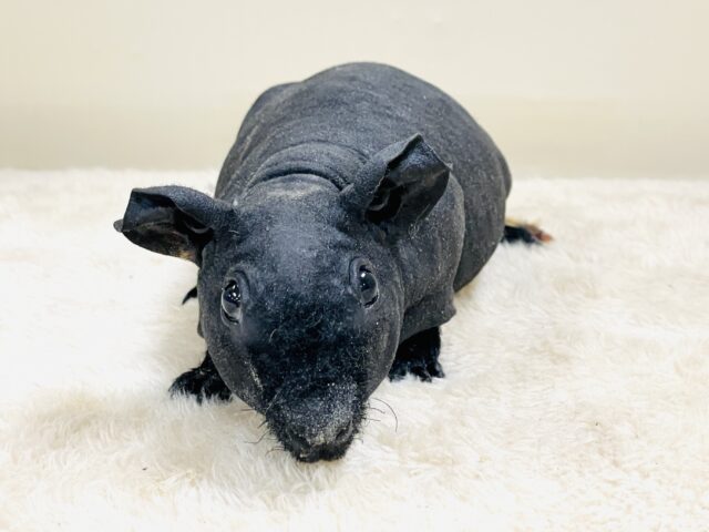 スキニーギニアピッグ