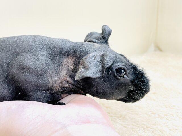 スキニーギニアピッグ