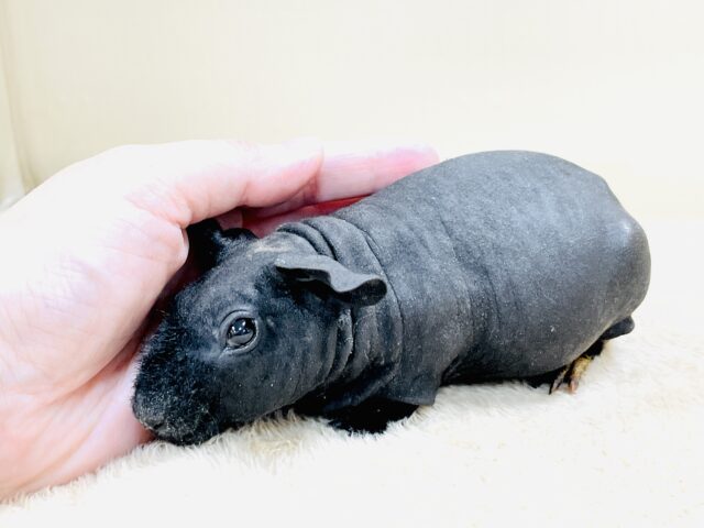 スキニーギニアピッグ