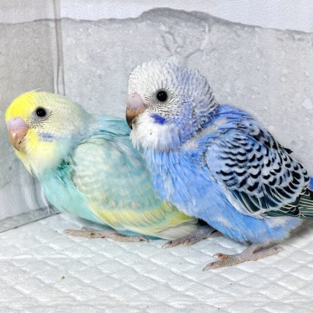 素敵カラーなセキセイインコちゃんず来てくれました〜🍀‪❄️∗*ﾟ