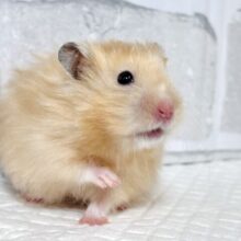 ロングサテンハムスター  女の子  ‪✨️‪🐹✨️.*·.⟡