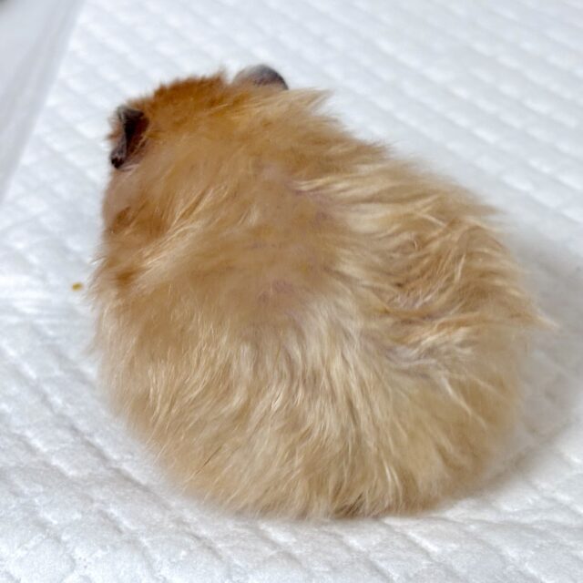 ゴールデンハムスター
