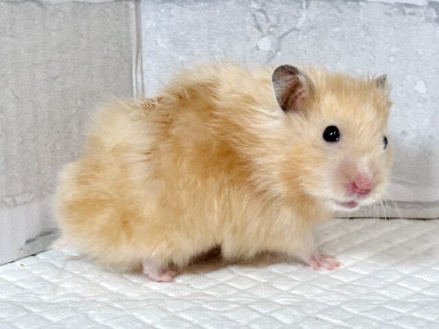 ゴールデンハムスター