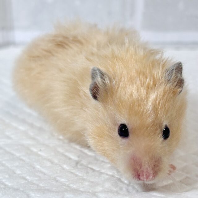 ゴールデンハムスター