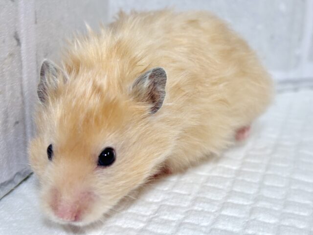 ゴールデンハムスター