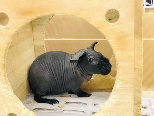 スキニーギニアピッグ