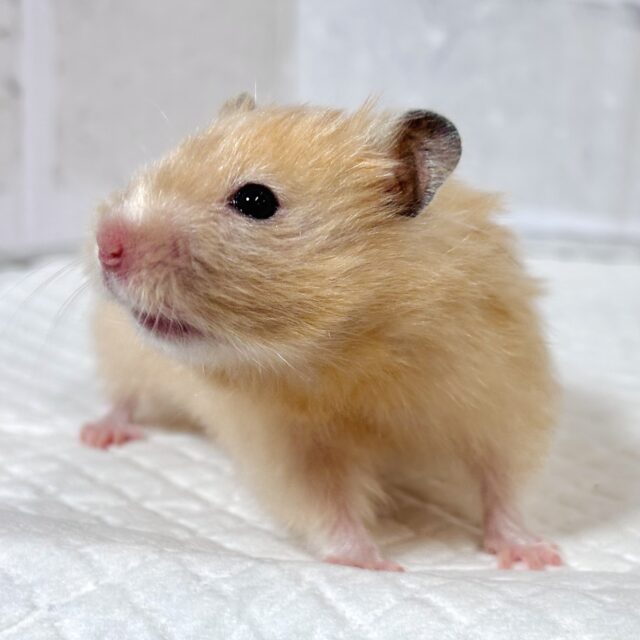ゴールデンハムスター