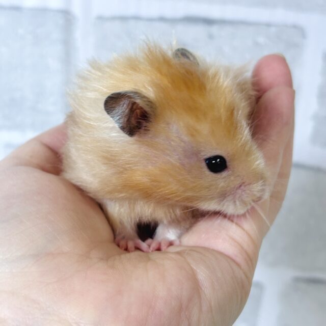 ゴールデンハムスター