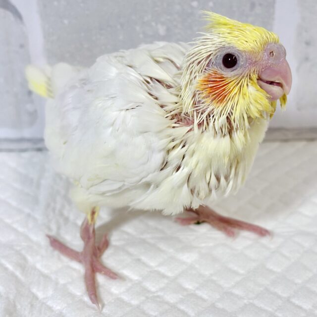 オカメインコ ルチノー ‪🧡‬‪🐥🤍⟡.*