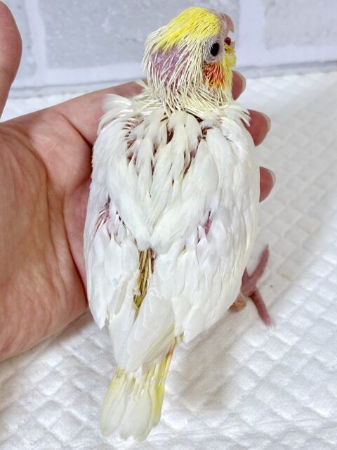 オカメインコ