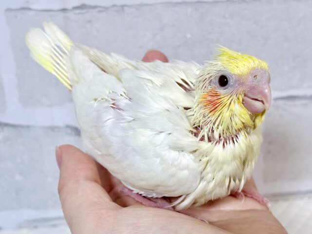 オカメインコ