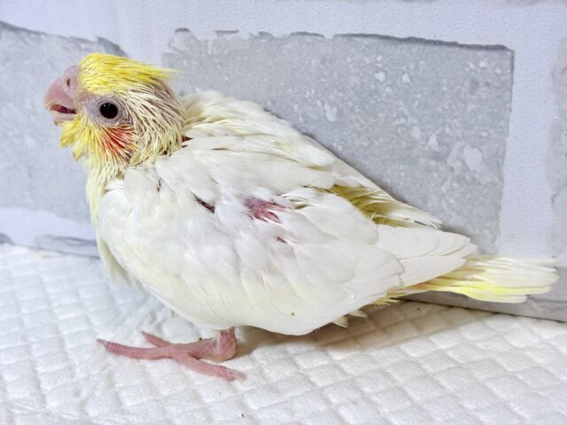 オカメインコ