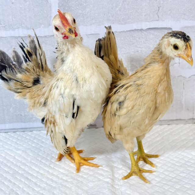 セラマ 中ビナ 🐥🐥🐥