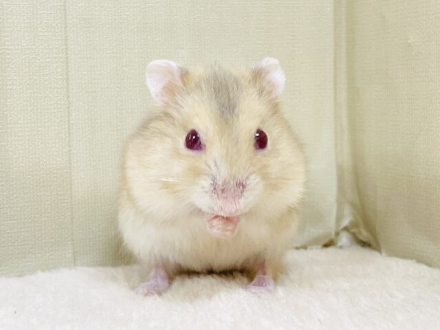 ドワーフハムスターの1種