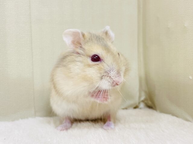ドワーフハムスターの1種