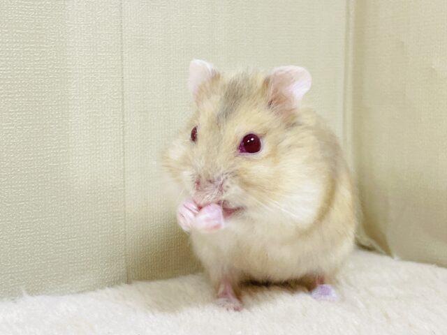 ドワーフハムスターの1種