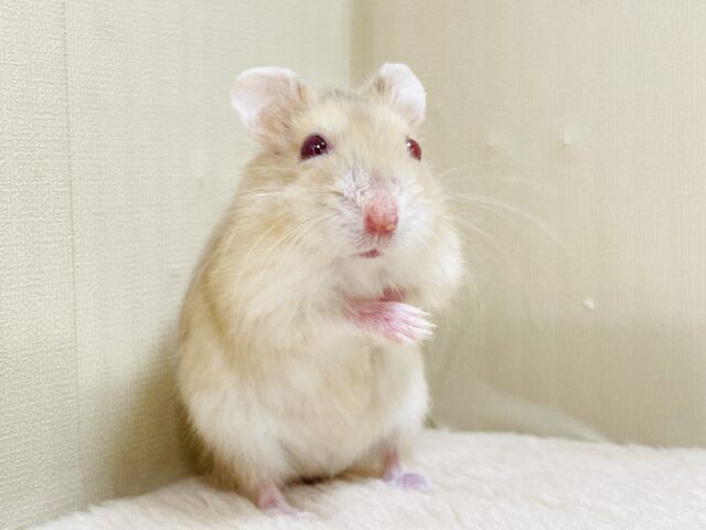 宝石のようなキラキラな赤い目❤️ルビーアイハムスター（男の子）