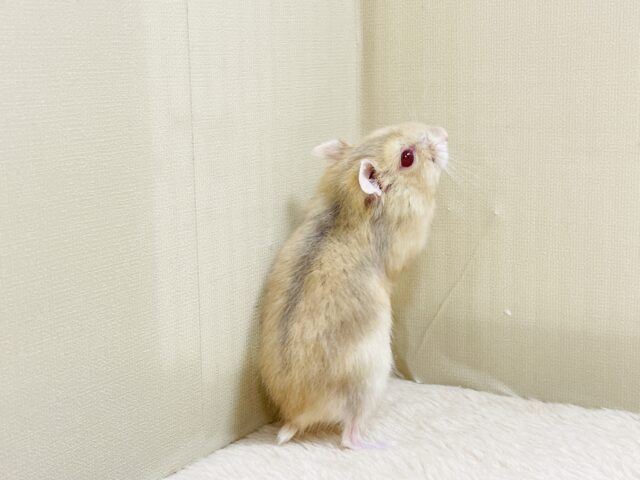 ドワーフハムスターの1種