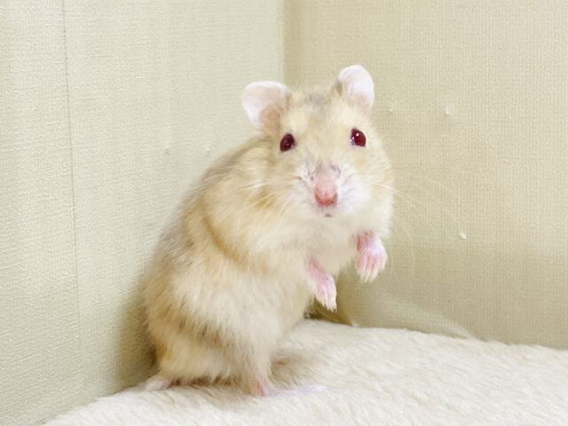 ドワーフハムスターの1種