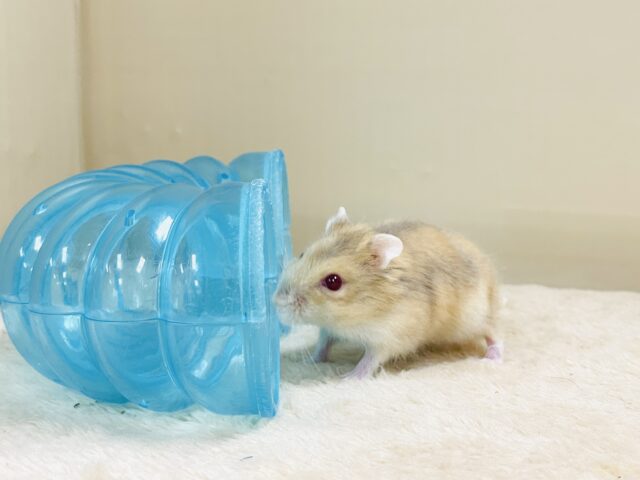 ドワーフハムスターの1種