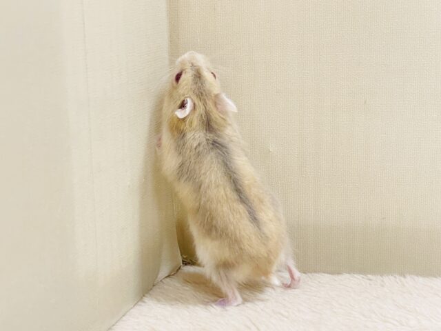 ドワーフハムスターの1種