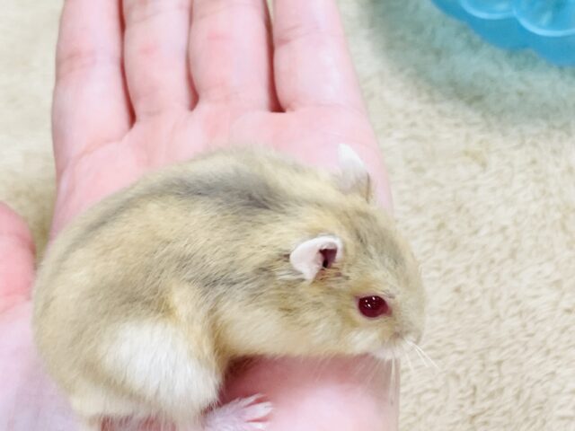 ドワーフハムスターの1種