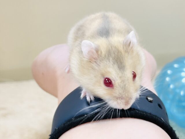 ドワーフハムスターの1種