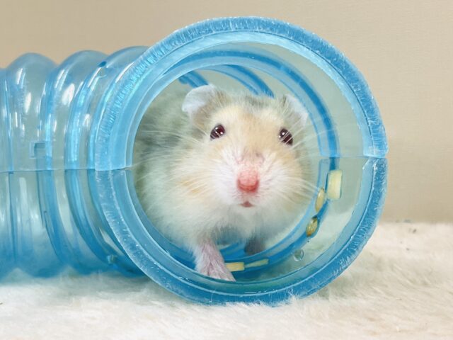 ドワーフハムスターの1種