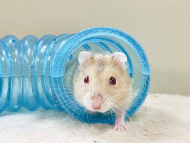 ドワーフハムスターの1種