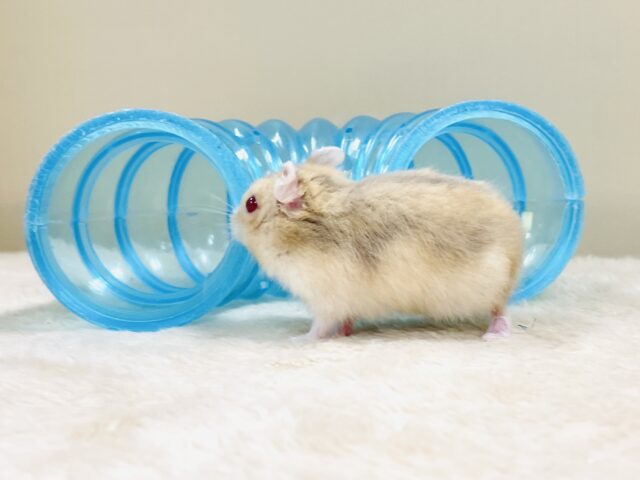 ドワーフハムスターの1種