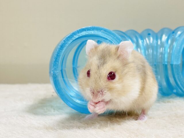 ドワーフハムスターの1種