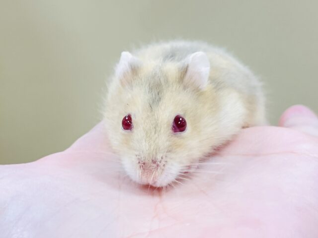 ドワーフハムスターの1種