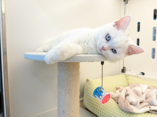 最新画像更新!!真っ白もちもちガール💗 スコティッシュフォールドの女のコ 2025/11/11撮影 最新画像更新!!真っ白もちもちガール💗 スコティッシュフォールドの女のコ 2025/11/11撮影