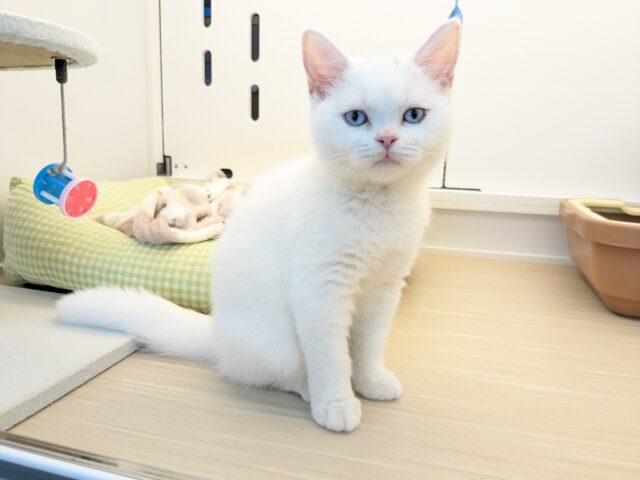 最新画像更新!!真っ白もちもちガール💗 スコティッシュフォールドの女のコ 2025/11/11撮影 スコティッシュフォールド