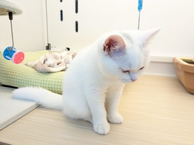 最新画像更新!!真っ白もちもちガール💗 スコティッシュフォールドの女のコ 2025/11/11撮影 スコティッシュフォールド